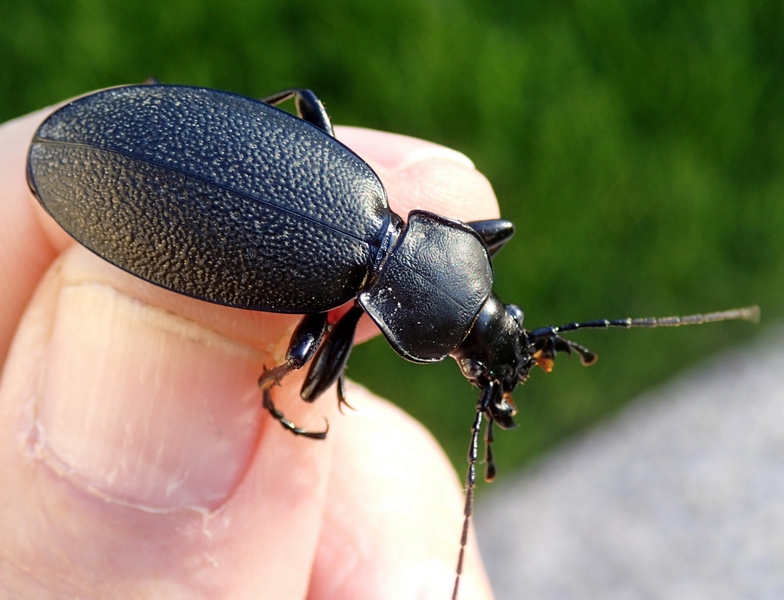 Carabus coriaceus mordace
